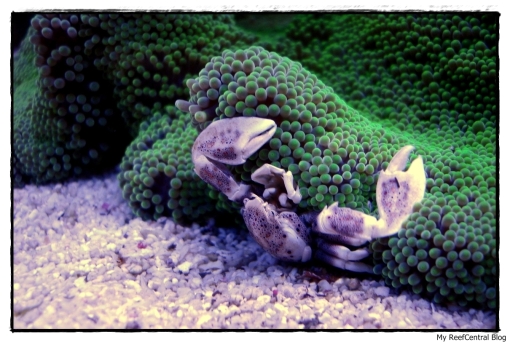 porcelain-anemone-crab-neopetrolisthes-ohshimai-2.jpg?w=510&h=342